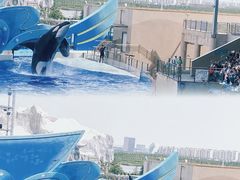 -上海海昌海洋公园