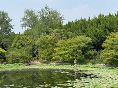 -嘉定紫藤园