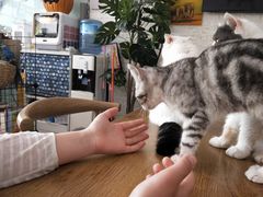 -平行世界·猫咖(首经贸店)