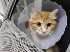 -宠物星动物医院·眼科·异宠·猫科(江南大道总院)