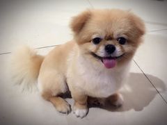 -1013 PET SHOP 宠物商店(近铁城市广场店)