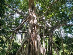 -中国科学院西双版纳热带植物园
