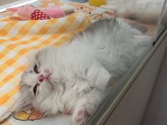 -babydoll猫舍·米努特·德文·缅因(久光中心店)