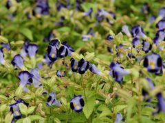 -韶山毛泽东同志故居