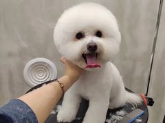 -帕帕拉兹宠物(亚洲旗舰店)