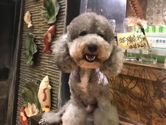 -more than meow吴止猫主题餐厅(承德 中船汇店)