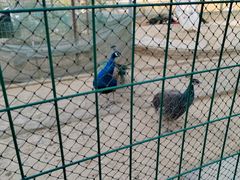 -武汉紫薇都市田园