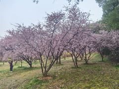 -无锡梅园公园