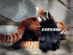 -北京野生动物园