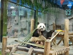 -栾川竹海野生动物园