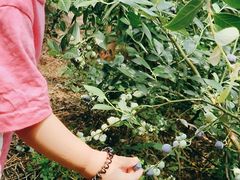 -金谷域澳洲庄园