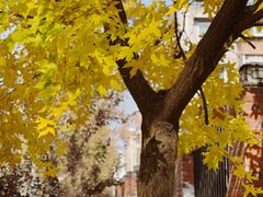-王虎子大饼(甸柳新村五区店)