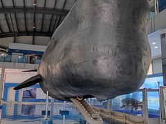 -上海海洋大学鱼文化博物馆(军工路校区)