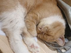 -滚猫咖啡·猫咖·猫友好撸猫(未来城店)