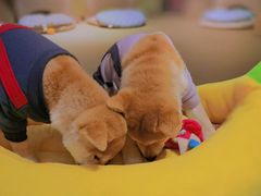 -逗柴咖啡屋·狗咖猫咖宠物桌游