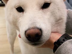 -南京Hallo宠物乐园·哈罗犬舍·柴犬繁育基地