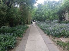 -北京大学百年讲堂