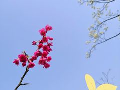 -杭州植物园