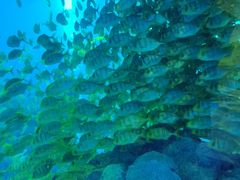 -成都浩海立方海洋公园