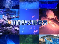 -上海海昌海洋公园