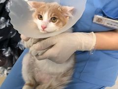 -纳吉亚猫专科动物诊疗中心(蒋宅口分院)