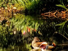 -家烧面馆【南山路知名经典面食】