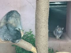 -青藏高原野生动物园