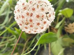 -中国科学院华南植物园