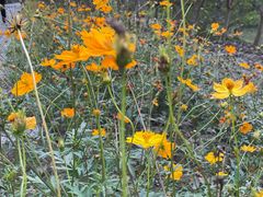 -合肥滨湖国家森林公园