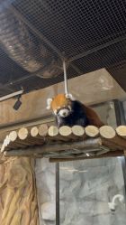 -Zoolung Zoolung动物主题公园(海信广场店)