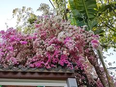 -深圳国际园林花卉博览园