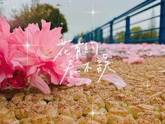 -高东镇樱花园