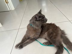 -喜多萌中农锦绣动物医院24H·猫科·牙科MRI·CT
