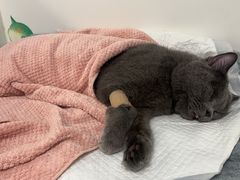 -纳吉亚猫专科动物诊疗中心(蒋宅口分院)