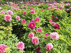 -洛阳市隋唐城遗址植物园