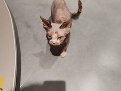 -琪喵猫屋·撸猫猫咖·猫舍