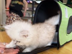-柚子猫舍·精品猫舍购猫·猫咪认养·购宠·宠物店