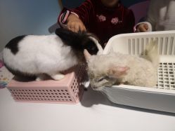 -Moni星球萌宠·小马宝莉·灵蛇·高端高阶全萌宠互动体验俱乐部(红豆国际广场店)