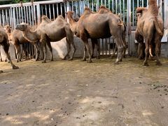 -泉州海丝野生动物世界