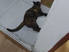 -横道河子东北虎林园