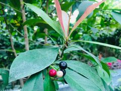 -呀路古热带植物园