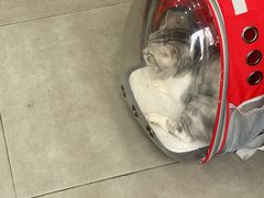 -爱佳宠物中心医院24H·CT·骨外科·猫专科(瑶海万达店)