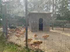 -前小桔亲子创意农场·草莓采摘·露营烧烤