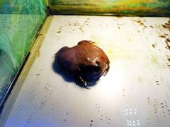 -上海大自然野生昆虫馆(东方明珠·爬宠昆虫探索中心)