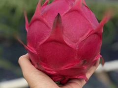 -三亚新鸿港水果一级批发市场