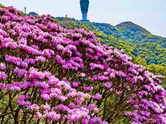 -梧桐山风景名胜区