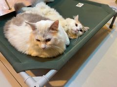 -平行世界·猫咖(首经贸店)