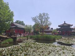 -曹州牡丹园