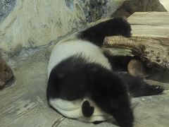 -海南热带野生动植物园