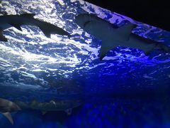 -太平洋海底世界